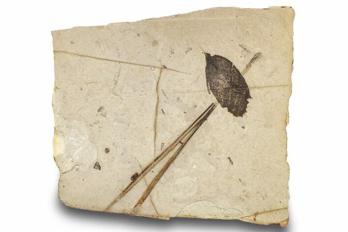 Fossil Plant (Fagopsis?, Pinus) Plate - McAbee, BC #248986